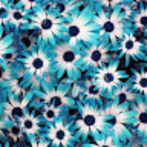 Meet your Posher, Bluesparkle